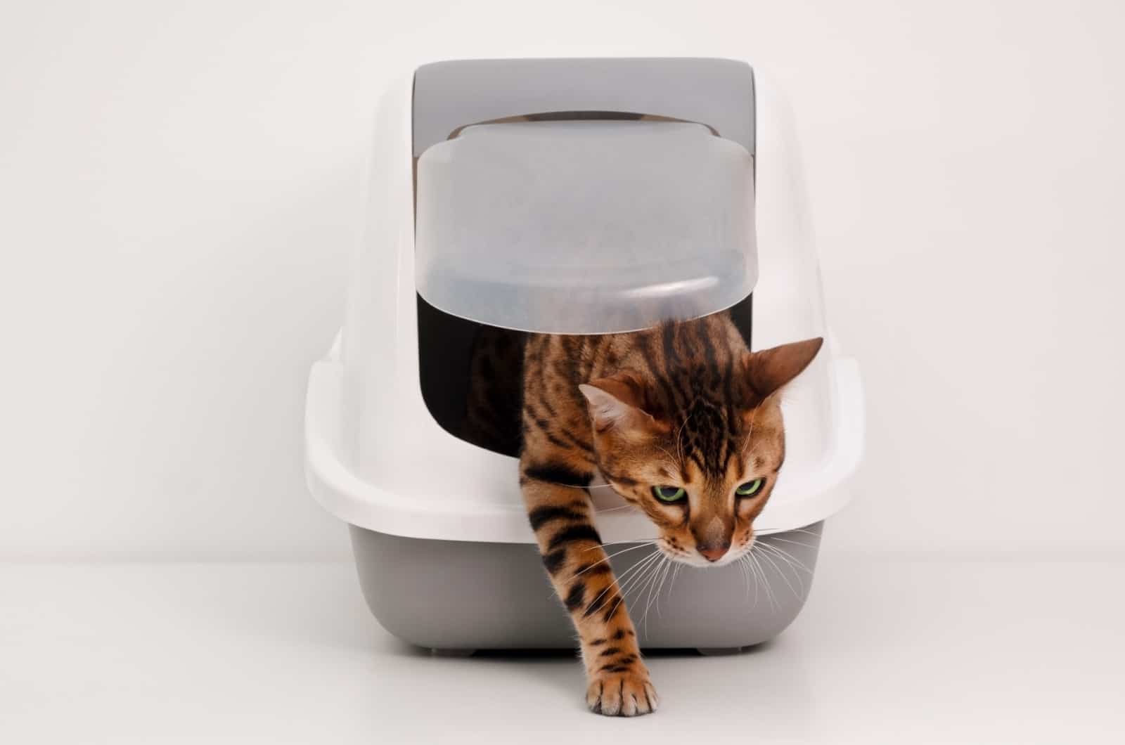 constipated cat using a litter box with lid