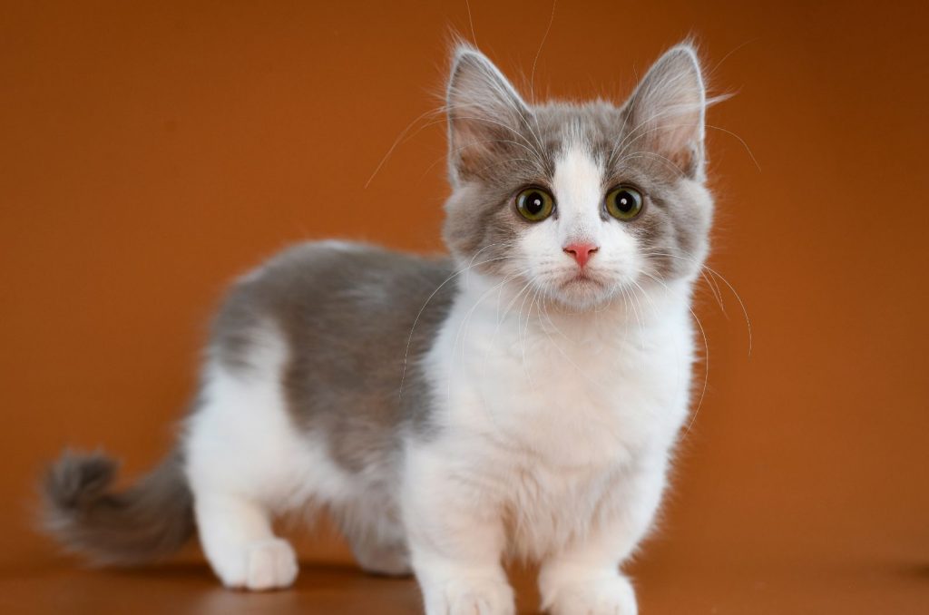 Munchkin Cat and orange background