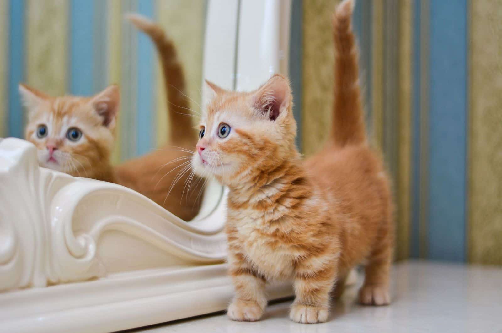 munchkin cat standing in front of the window