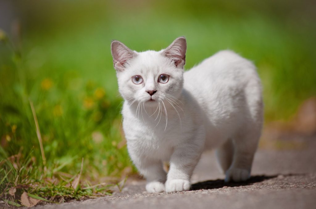 Munchkin Cat standing outside