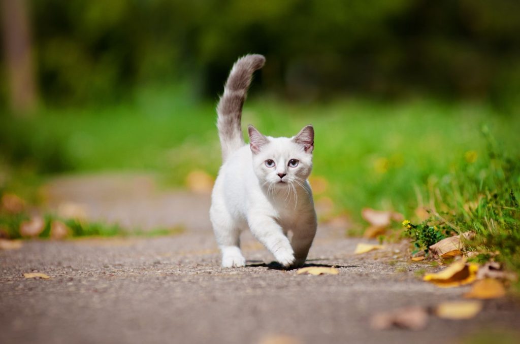 Munchkin Cat walking outside