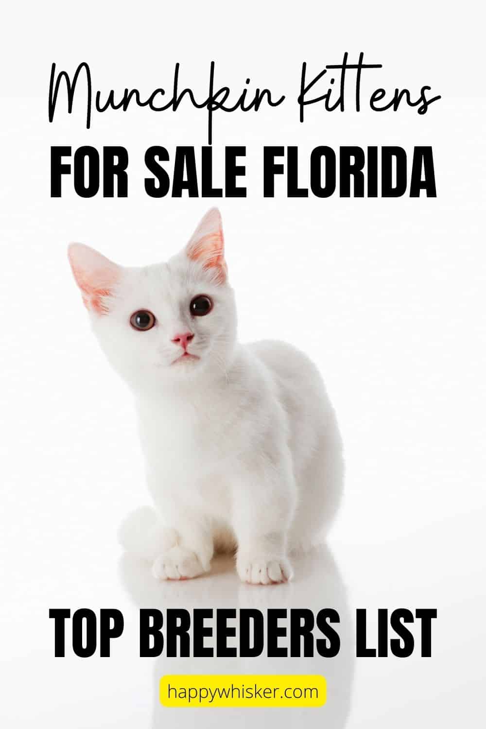 Munchkin Kittens For Sale Florida – TOP Breeders List Pinterest