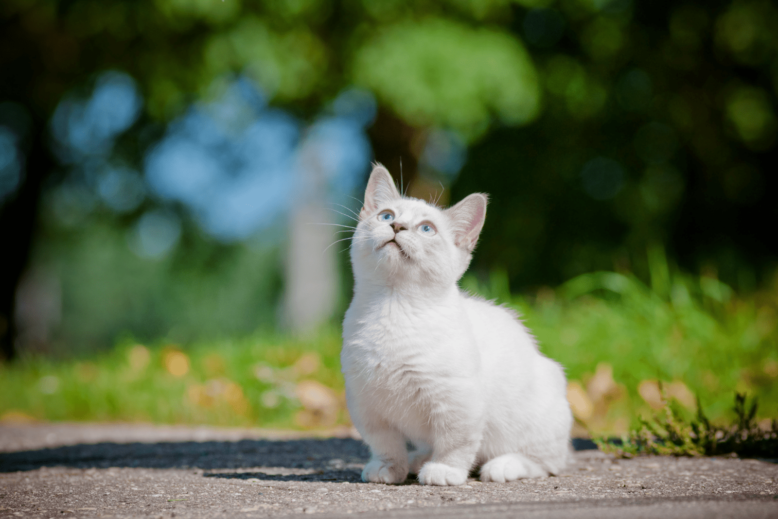 adorable Munchkin Kittens looking up
