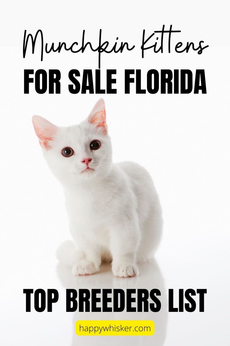 Munchkin Kittens For Sale Florida TOP Breeders List