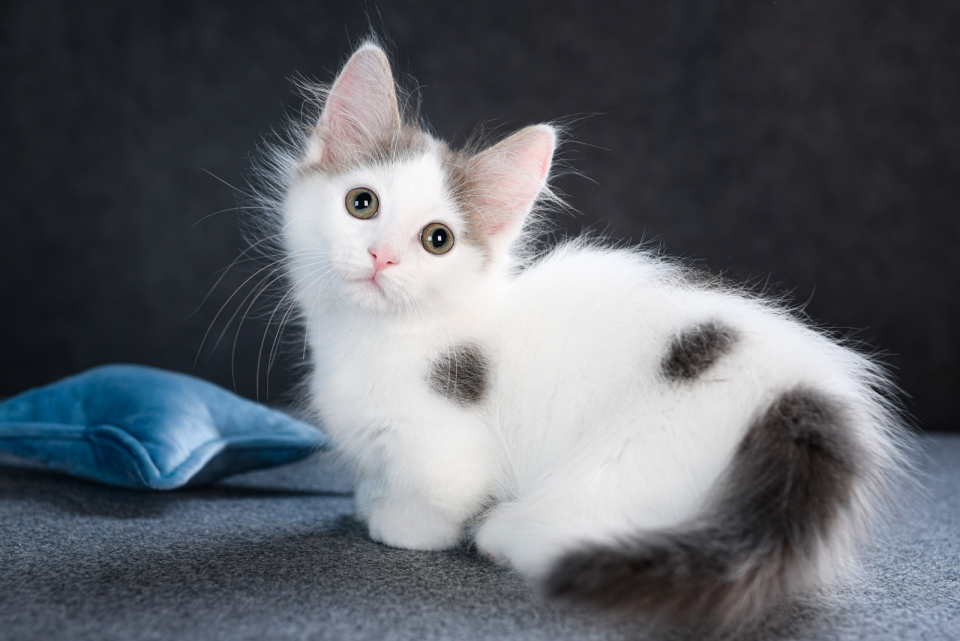 Munchkin Kittens For Sale Florida TOP Breeders List