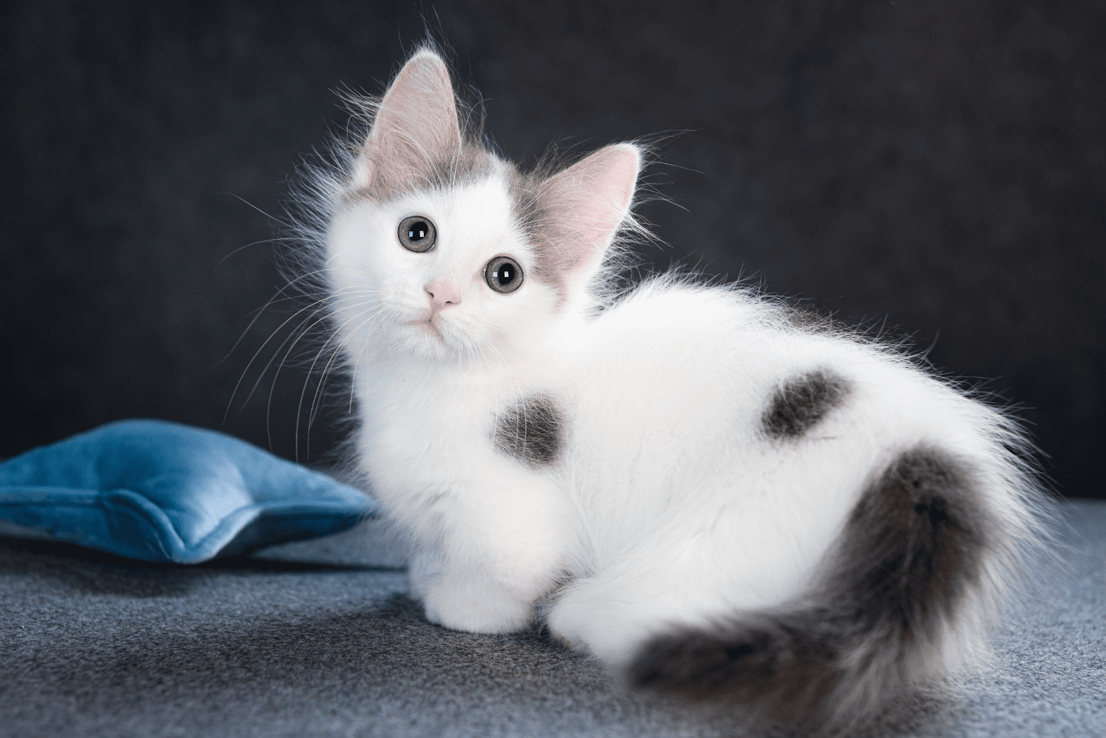 Munchkin Kittens sitting and looking at the camera