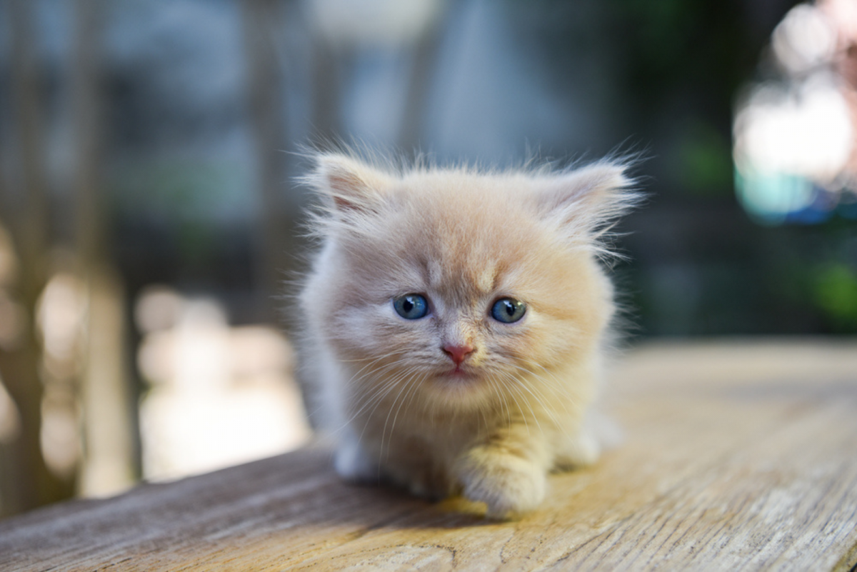Munchkin Kittens For Sale Florida TOP Breeders List
