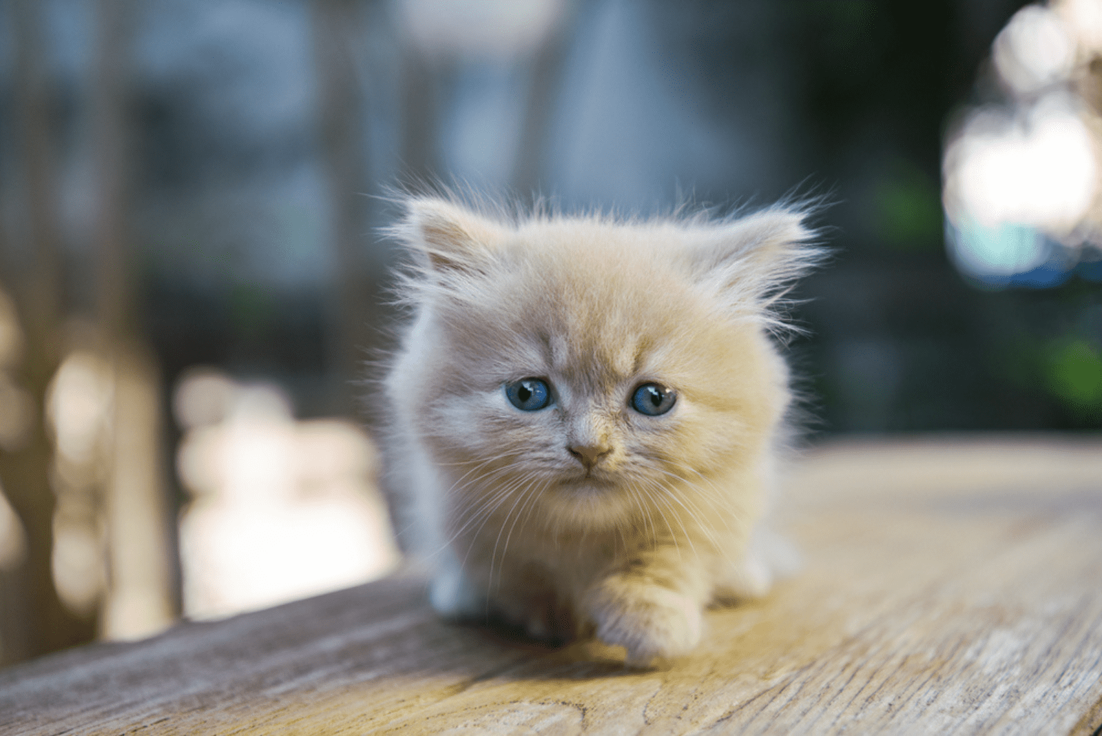 Munchkins kittens set on a wooden base