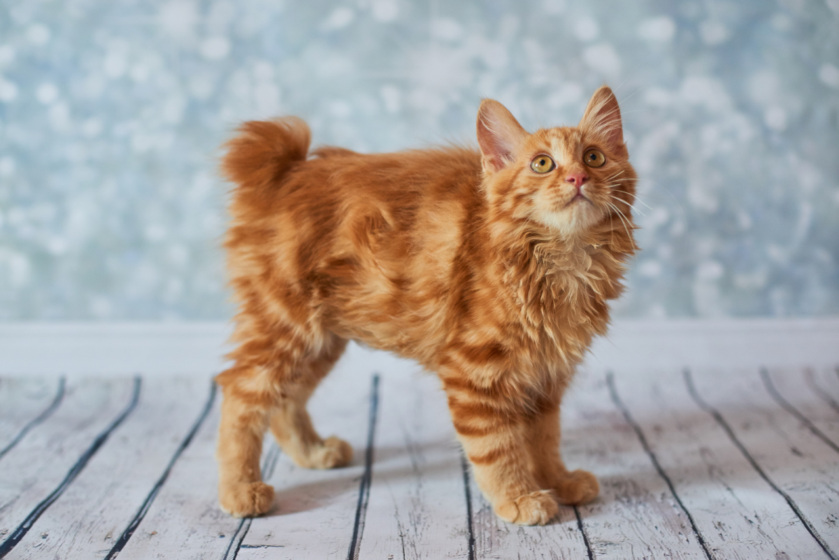 Top 10 Fluffy Orange Tabby Cats You Will Want To Cuddle With