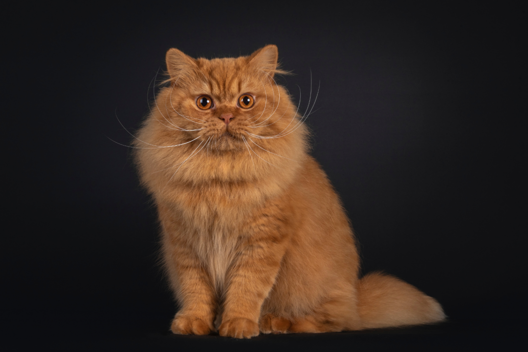 Top 10 Fluffy Orange Tabby Cats You Will Want To Cuddle With