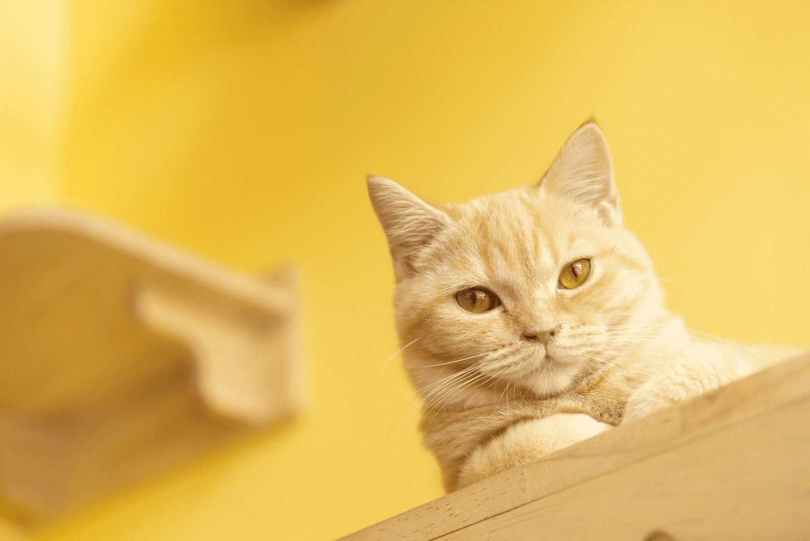 Orange Tabby Munchkin Cat
