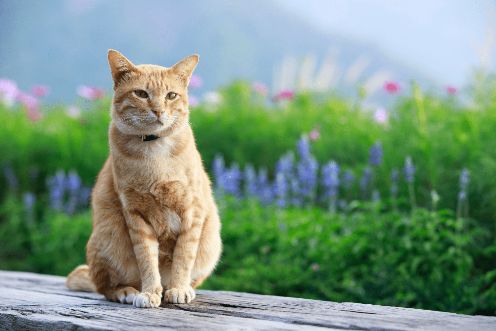 Orange Tabby Ragdoll Cat