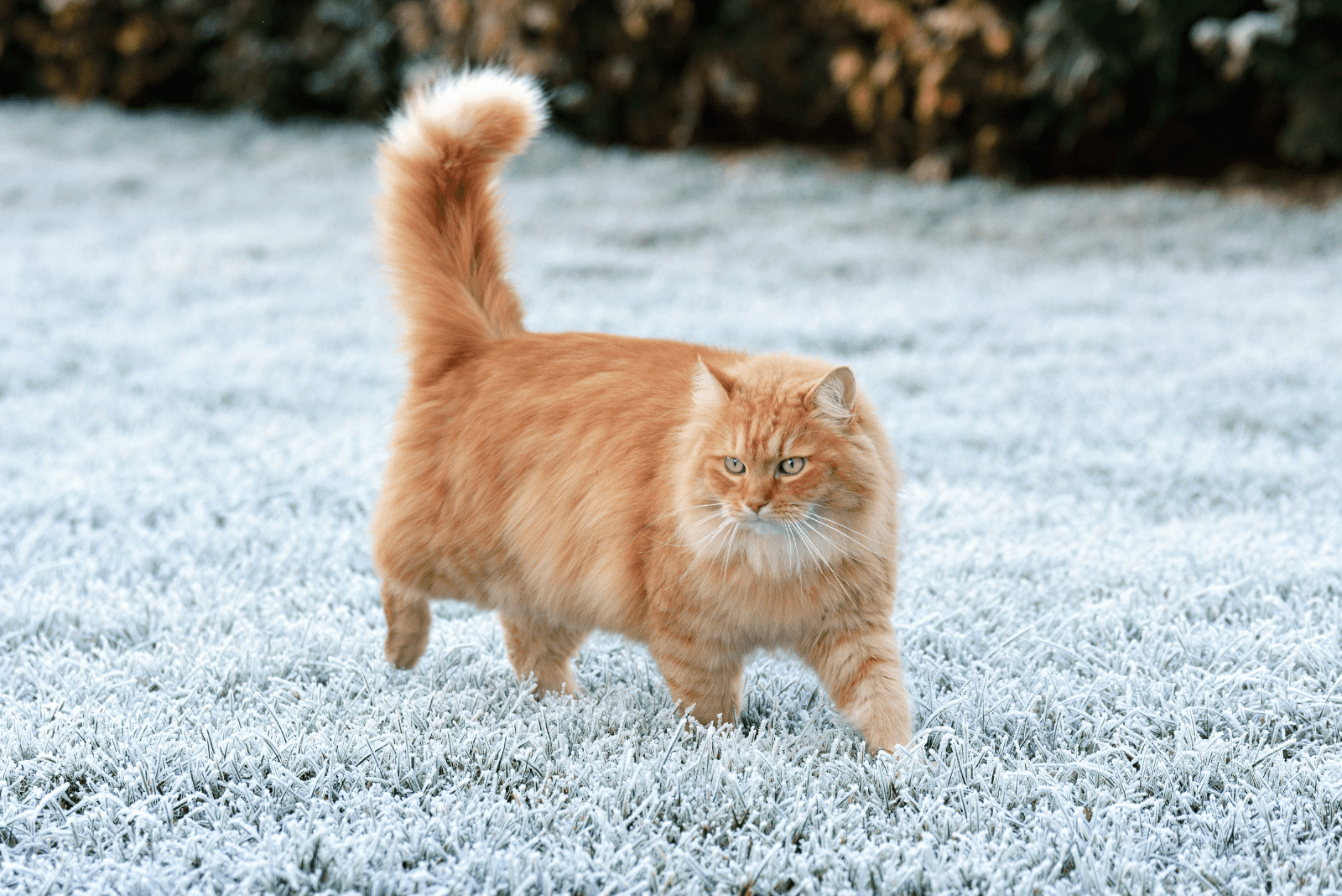 orange tabby cat white