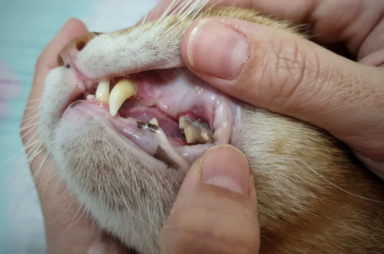 Plaque on cat's teeth