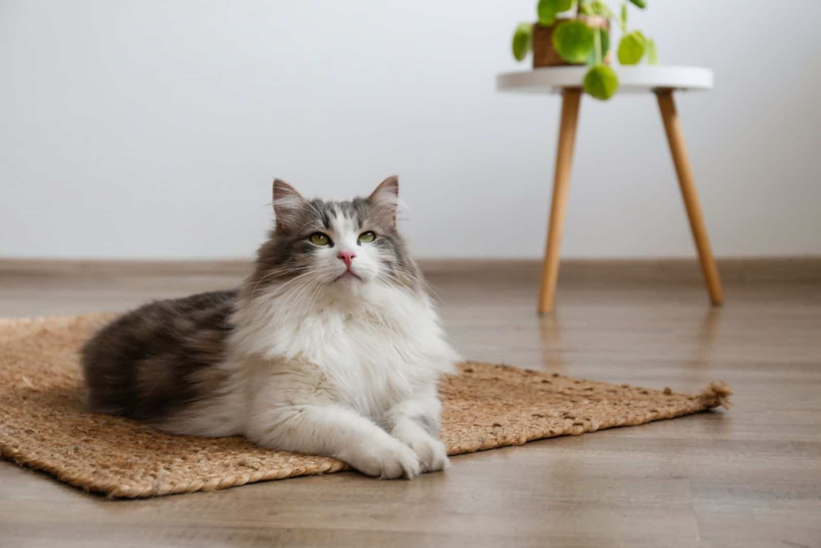 Ragamuffin Cat on the floor