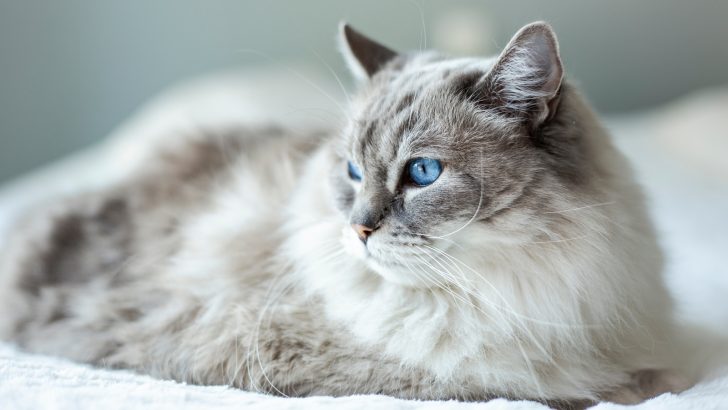 Ragdoll Breeders In London That You Can Trust