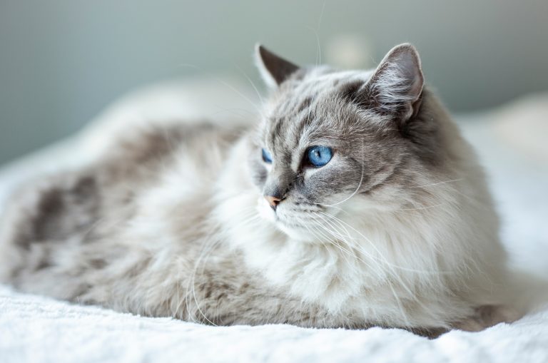 Ragdoll Cat looking away