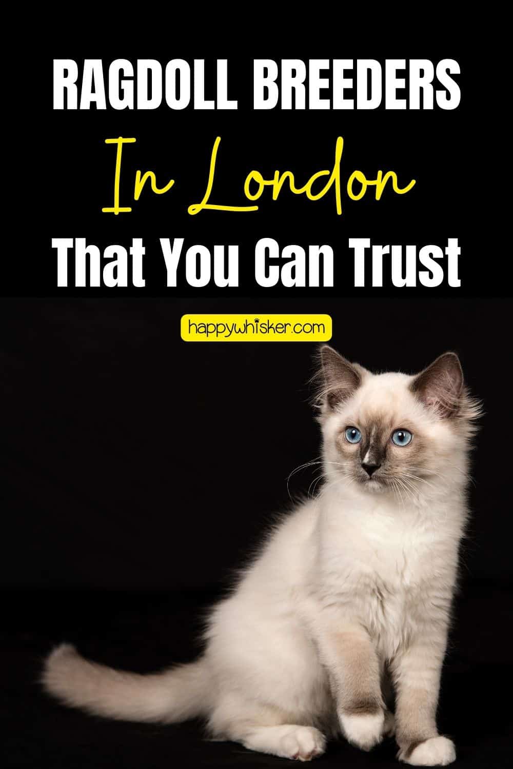 Ragdoll Breeders In London That You Can Trust Pinterest