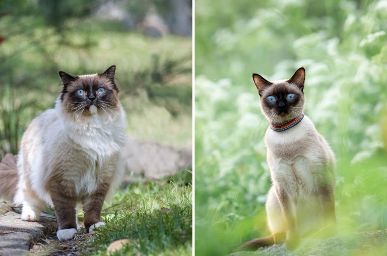 ragdoll vs siamese cat side by side