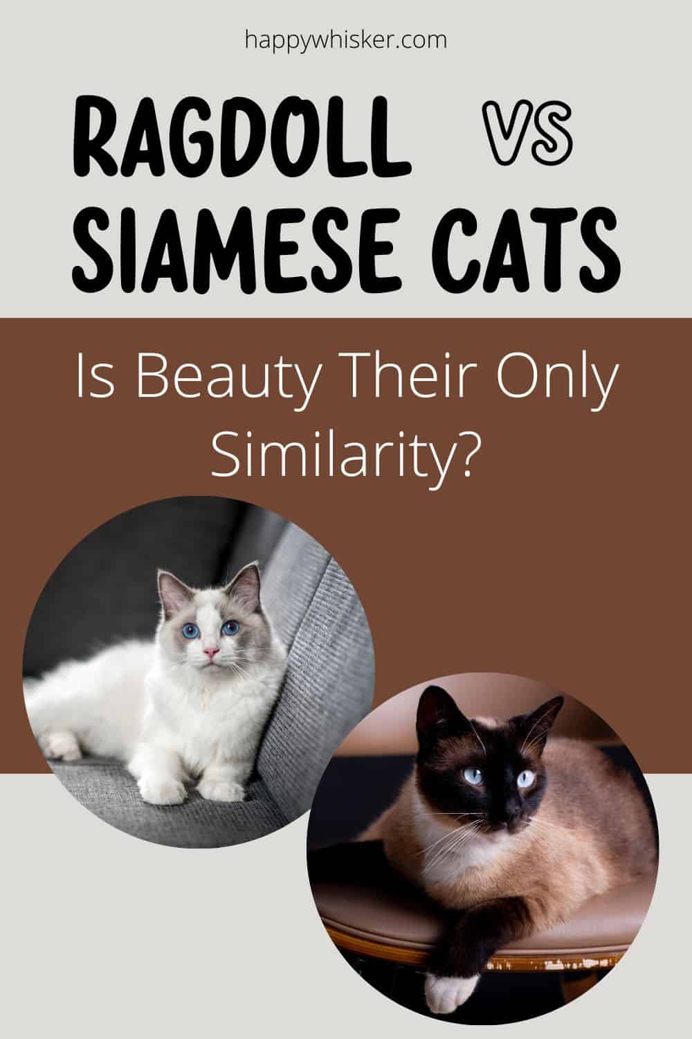 Ragdoll Vs. Siamese Cats, Is Beauty Their Only Similarity Pinterest