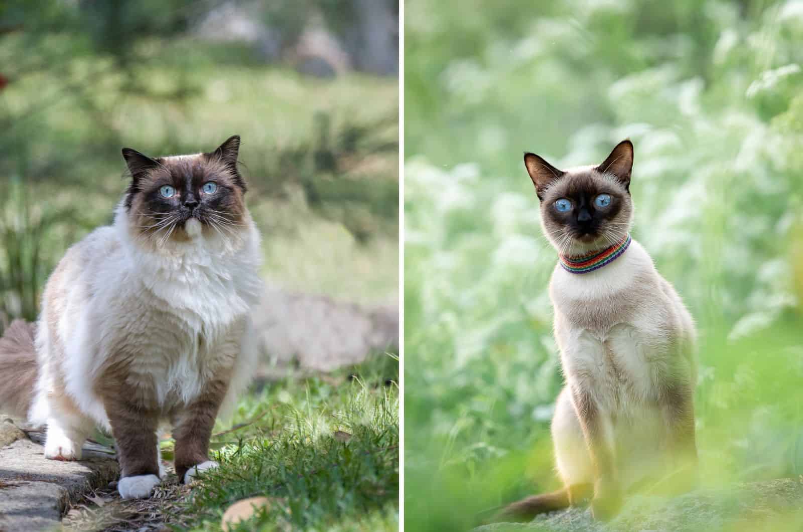 ragdoll vs siamese cat side by side