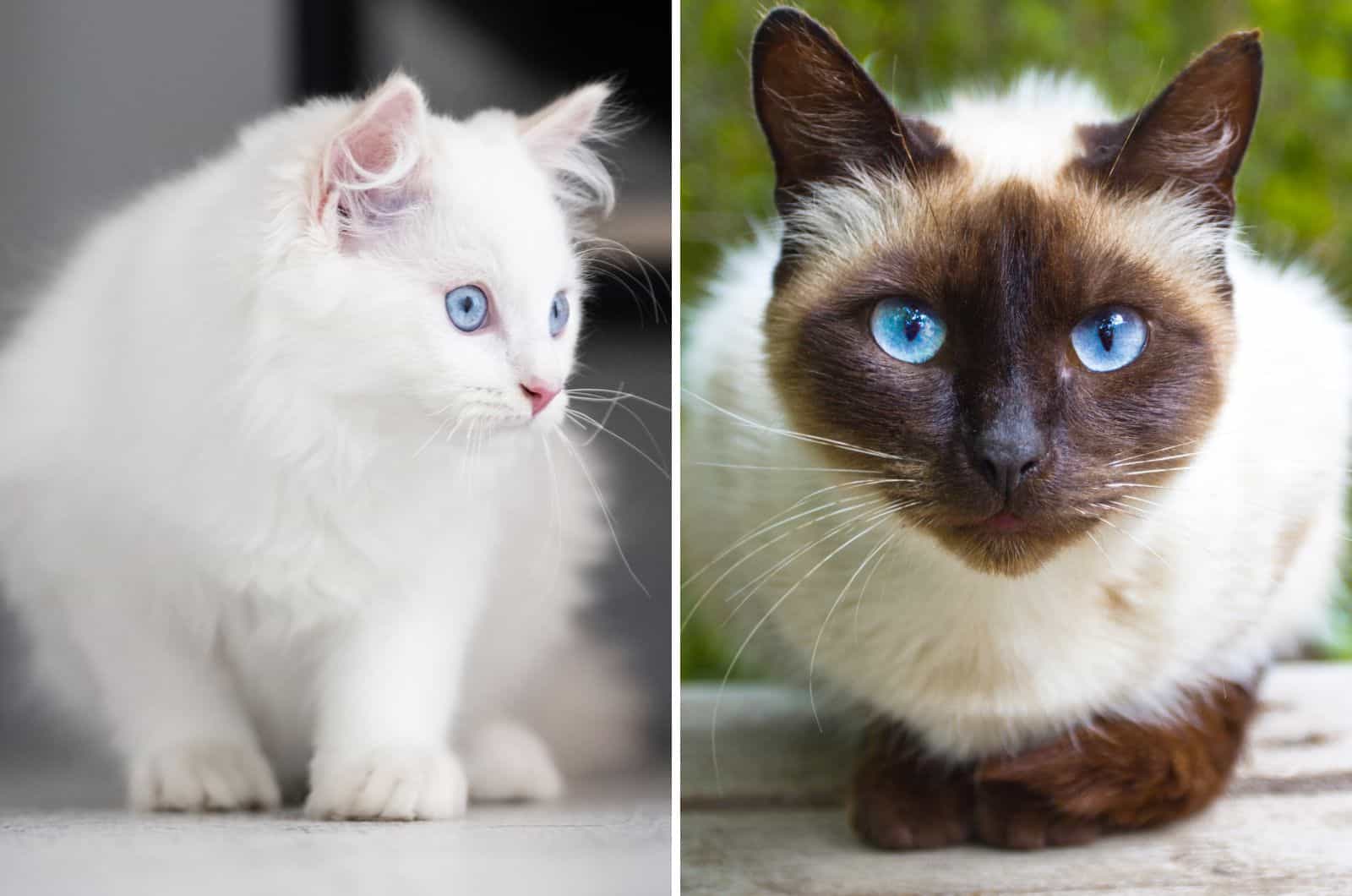 Ragdoll and Siamese cat side by side
