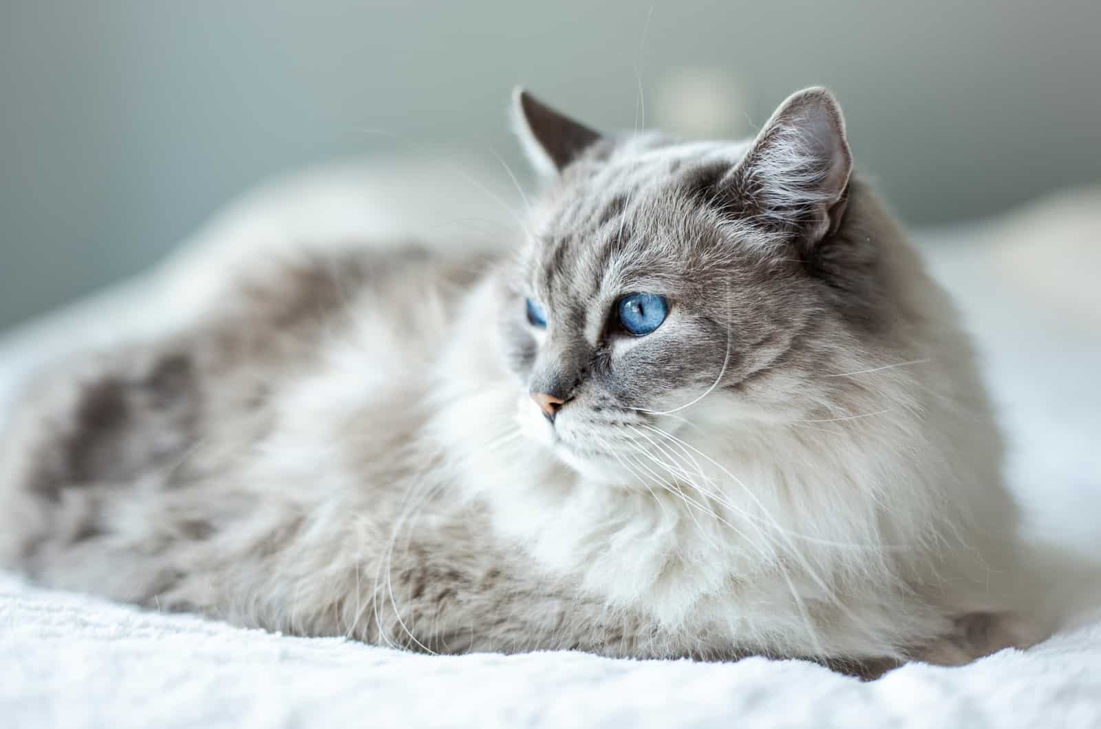 Ragdoll cat lying on bed