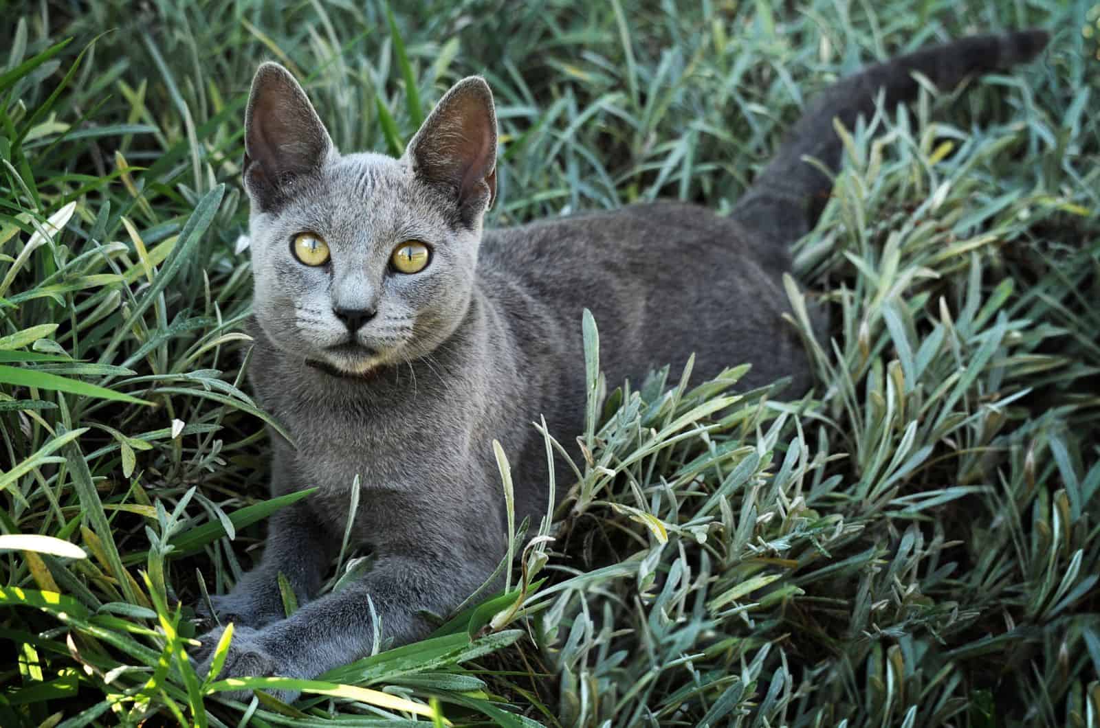 Russian Blue Cat lying in grass
