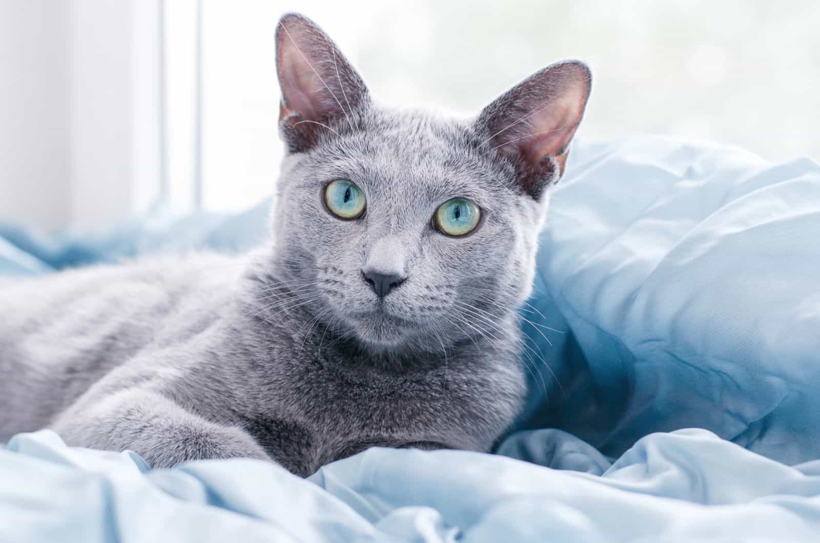 Russian Blue Cat lying on bed