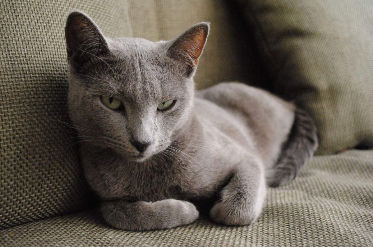 300+ Russian Blue Cat Names You’ll Absolutely Adore