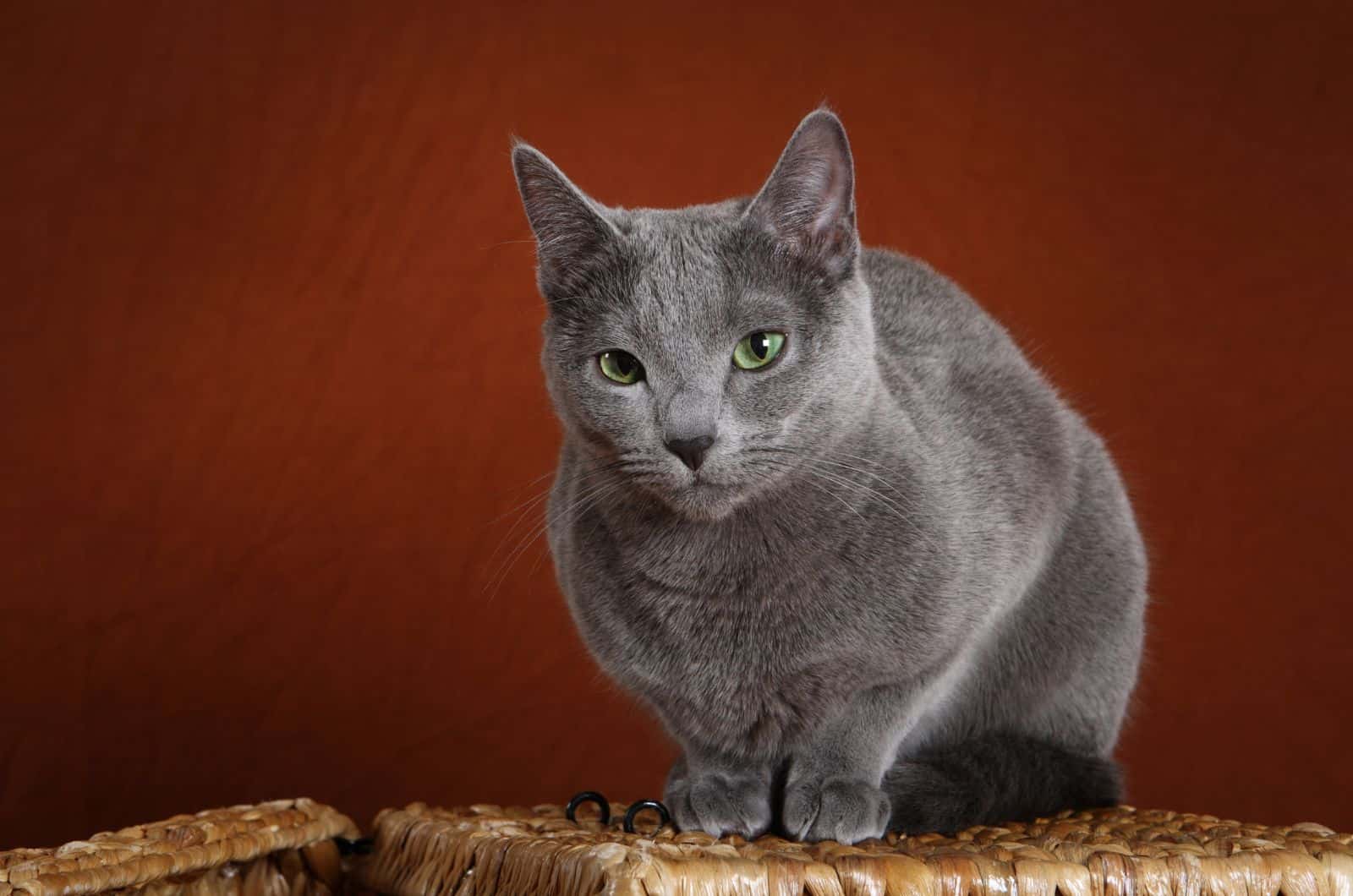 Russian Blue Cat posing for camera