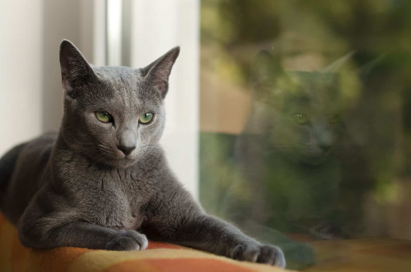 Russian Blue Cat sitting by window