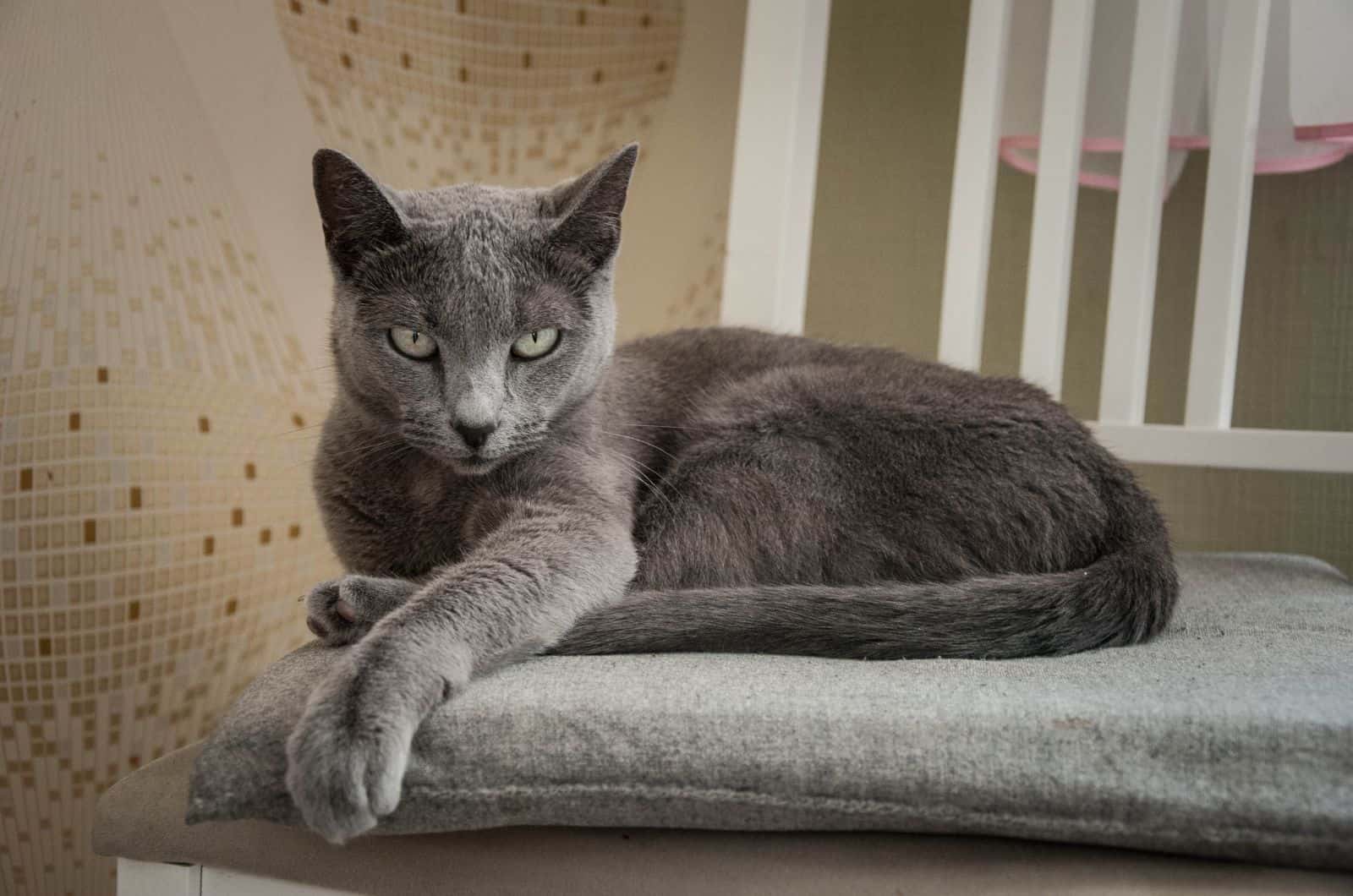 Russian Blue Cat sitting on a chair