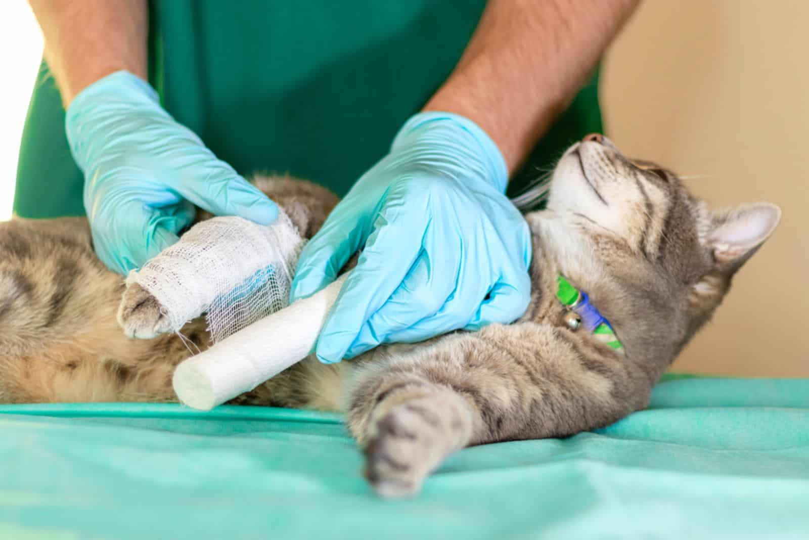 Sad grey cat with broken leg at vet surgery.