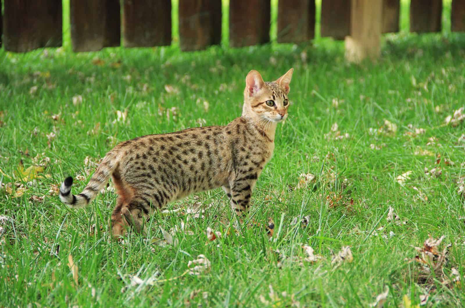 Savannah Cat standing on grass
