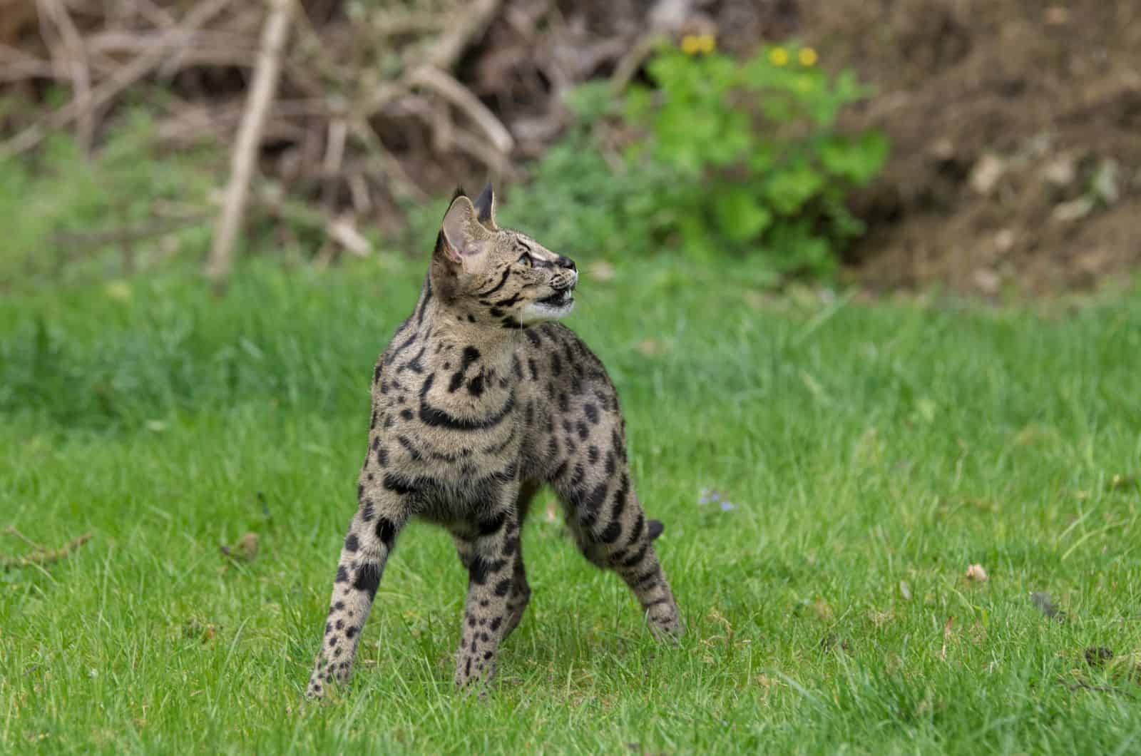 Savannah Cat walking on grass