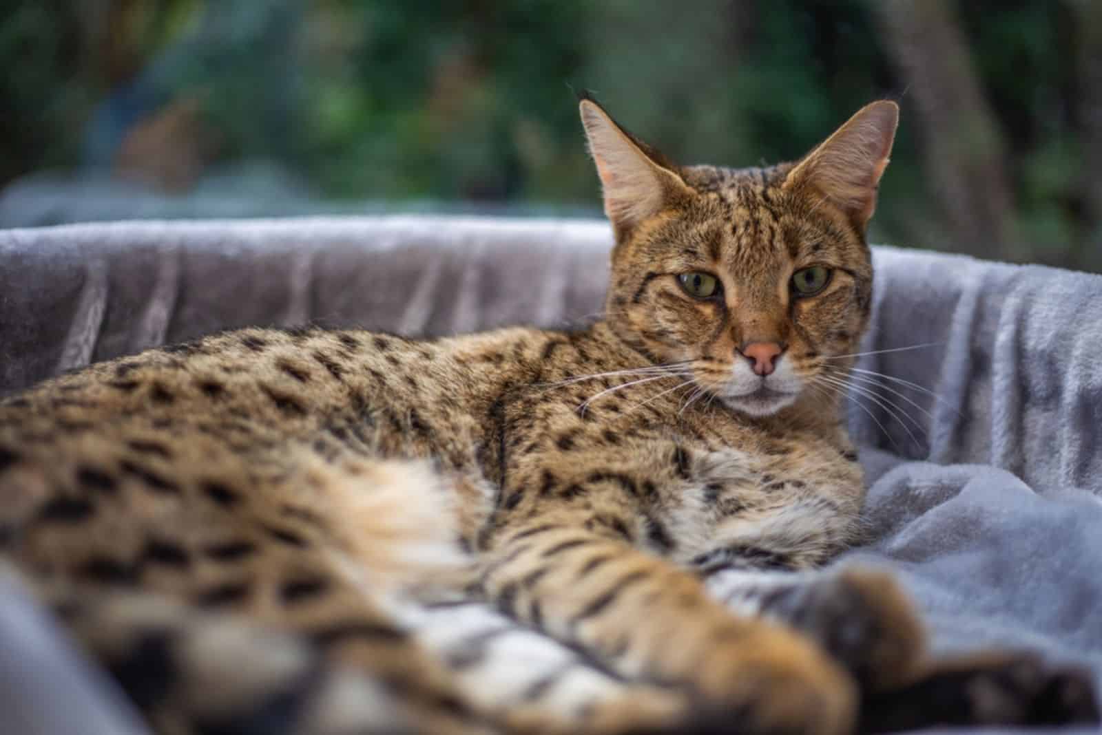 Savannah cat sits on a pedestal pillow