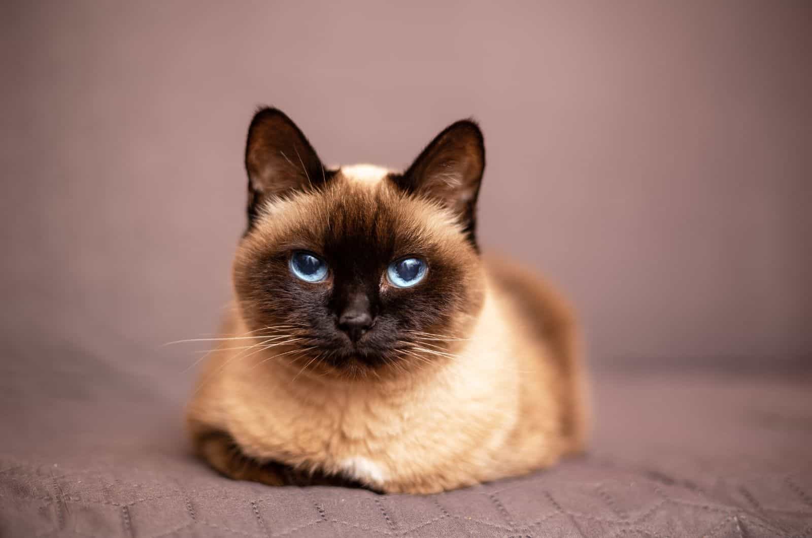 Siamese Cat sitting on bed