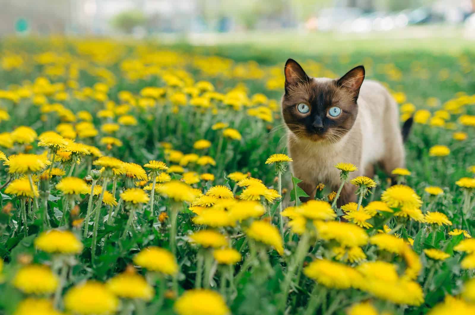 Siamese Cat walking outside on yellow flowers