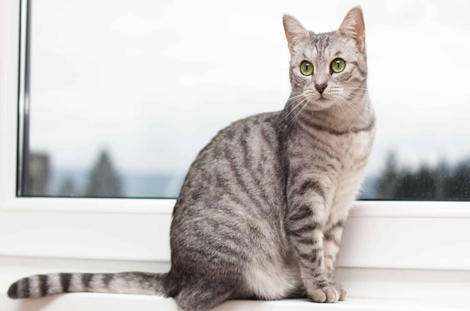 Silver tabby cat sitting on a window shelf
