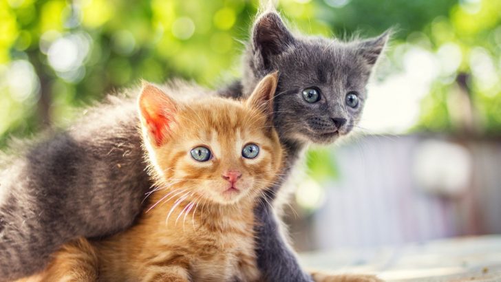 Single Kitten Syndrome – Why Two Kittens Are Better Than One
