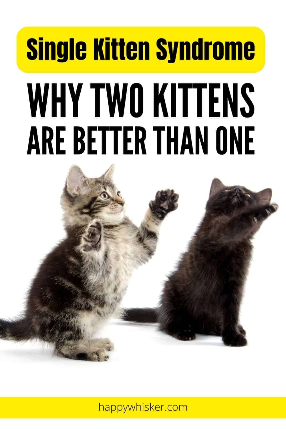 Single Kitten Syndrome - Why Two Kittens Are Better Than One Pinterest