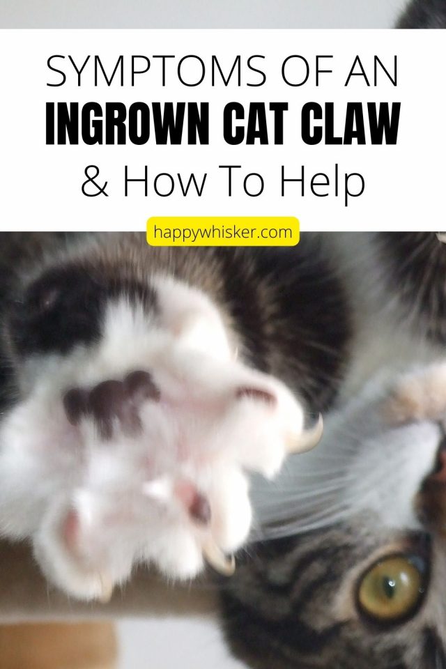 Symptoms Of An Ingrown Cat Claw And How To Help
