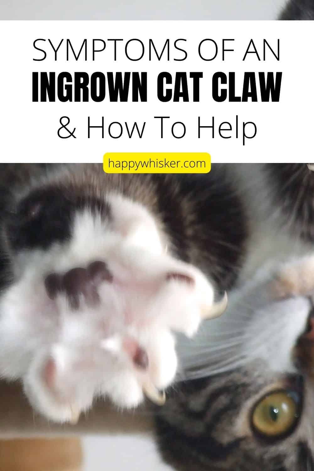 Symptoms Of An Ingrown Cat Claw & How To Help Pinterest
