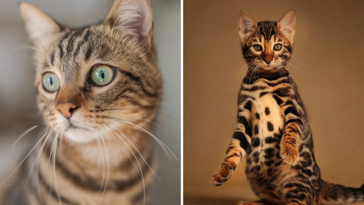 Tabby Vs Bengal Cat – How To Tell Them Apart? (With Pictures)