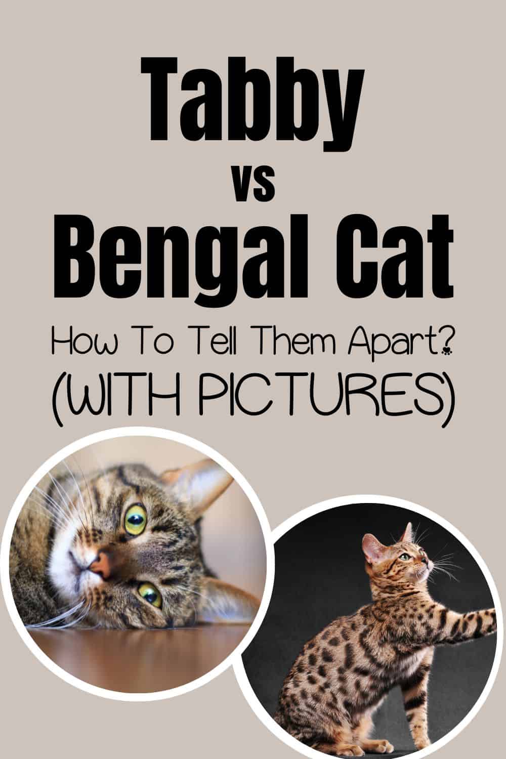 Tabby Vs Bengal Cat – How To Tell Them Apart (With Pictures) Pinterest