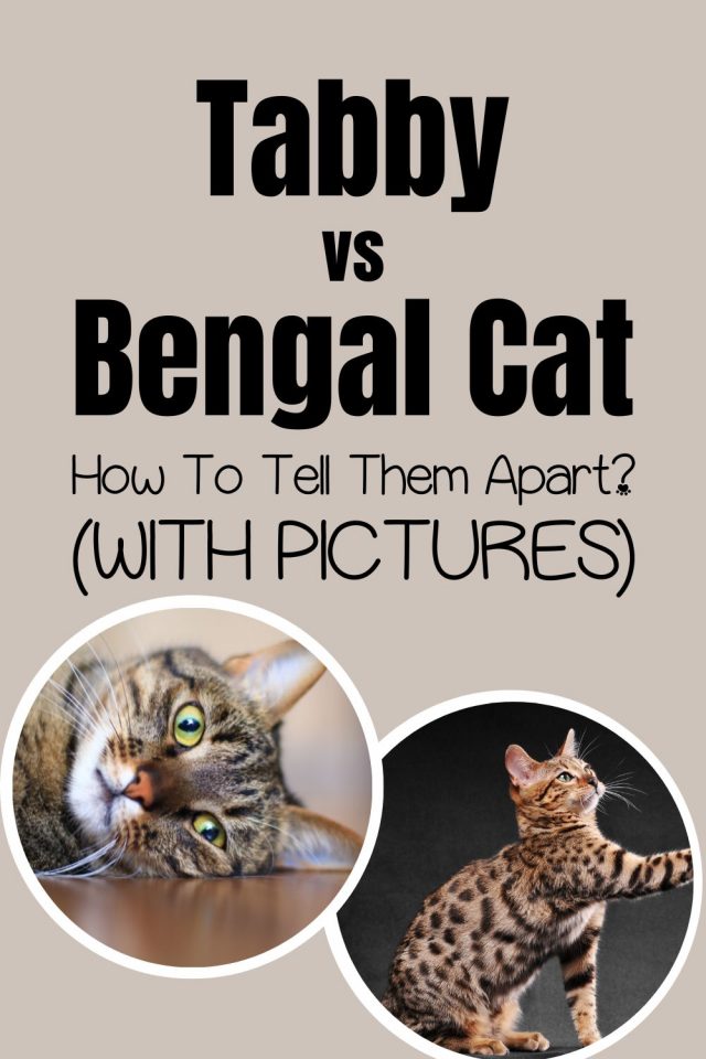 Tabby Vs Bengal Cat – How To Tell Them Apart? (With Pictures)