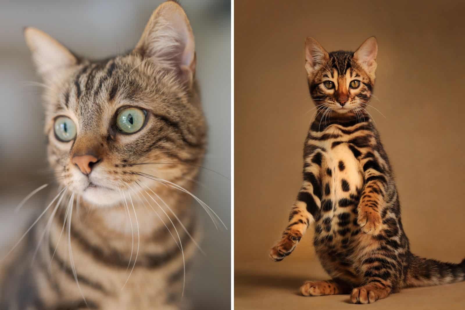 Tabby Vs Bengal Cat How To Tell Them Apart With Pictures 