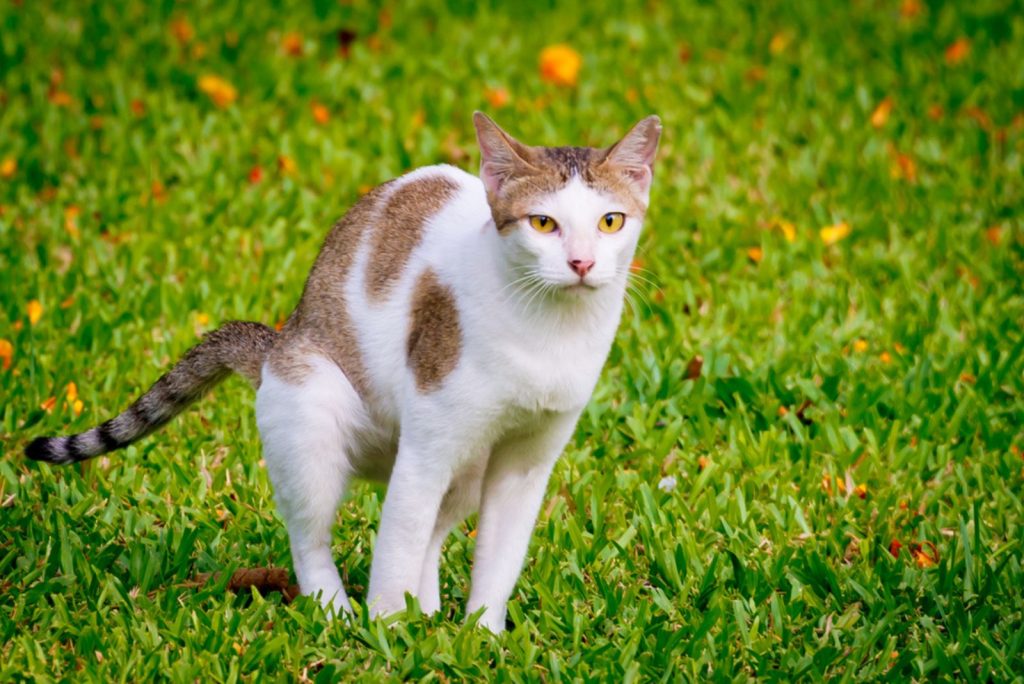 When Do Kittens Start Pooping & Useful Tips