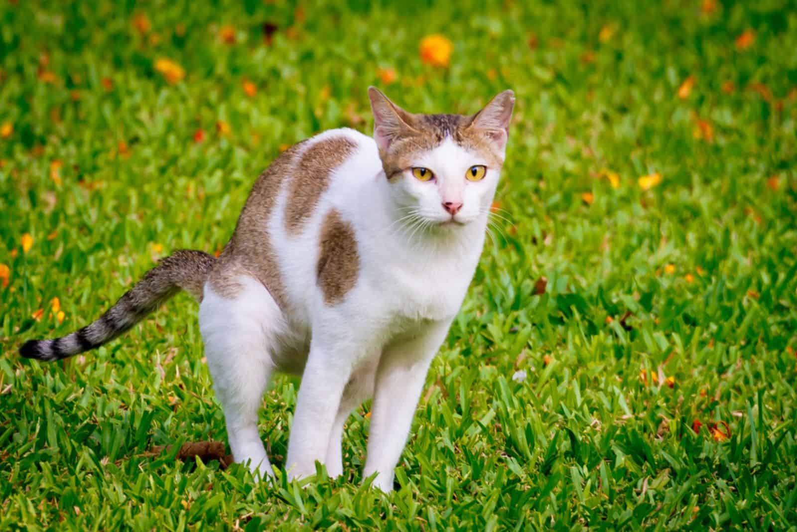 Thai Cat need to poop in the park